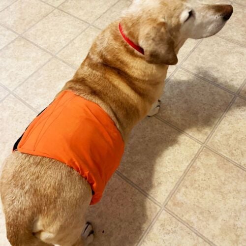 Fletcher - McCauley - barkertime_compressed basset labrador dog diaper belly band