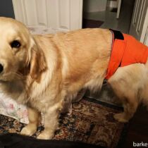 Hazel Fawn – McManus – barkertime Golden Retriever dog diaper
