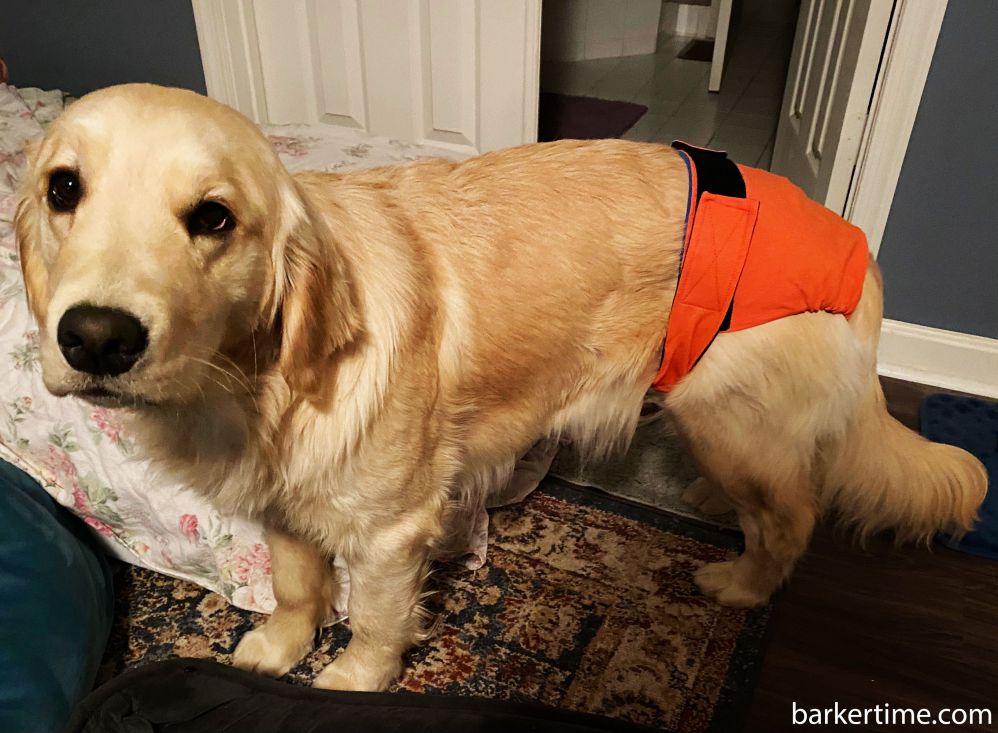 Neon Orange Premium Waterproof Dog Diaper