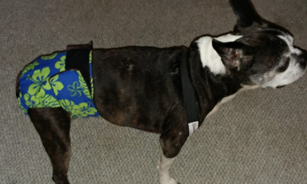 boston terrier dog diaper
