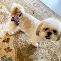 shih tzu dog diaper