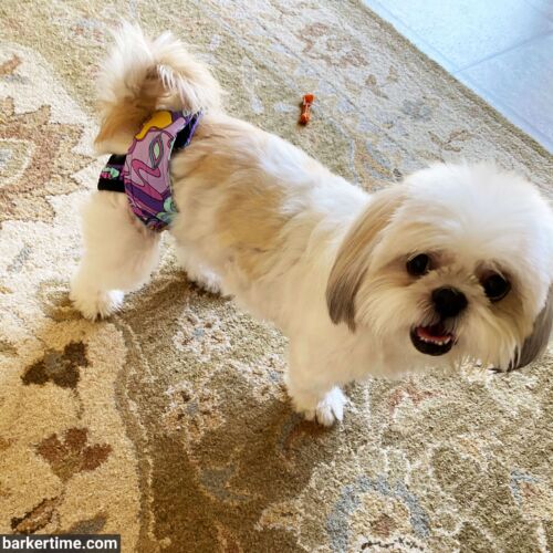 Stephanie Jordan 1 - barkertime shih tzu dog diaper