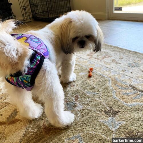 Stephanie Jordan 2 - barkertime shih tzu dog diaper