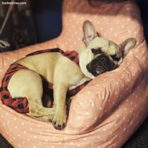 french bulldog dog diaper