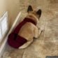french bulldog dog diaper