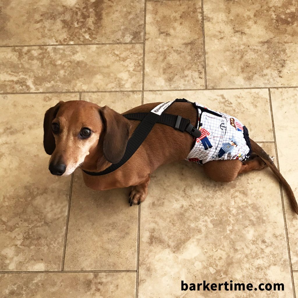 dachshund dog diapers