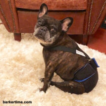 frankie the frenchie – barkertime french bulldog diaper