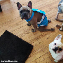 fred – ortiz – barkertime french bulldog dog diaper