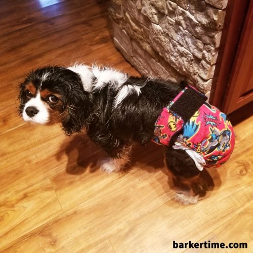 cavalier king charles spaniel dog diapers