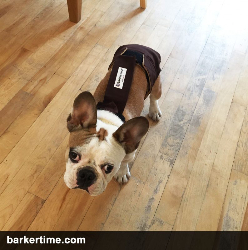 french bulldog diaper