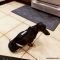 dachshuund dog diaper