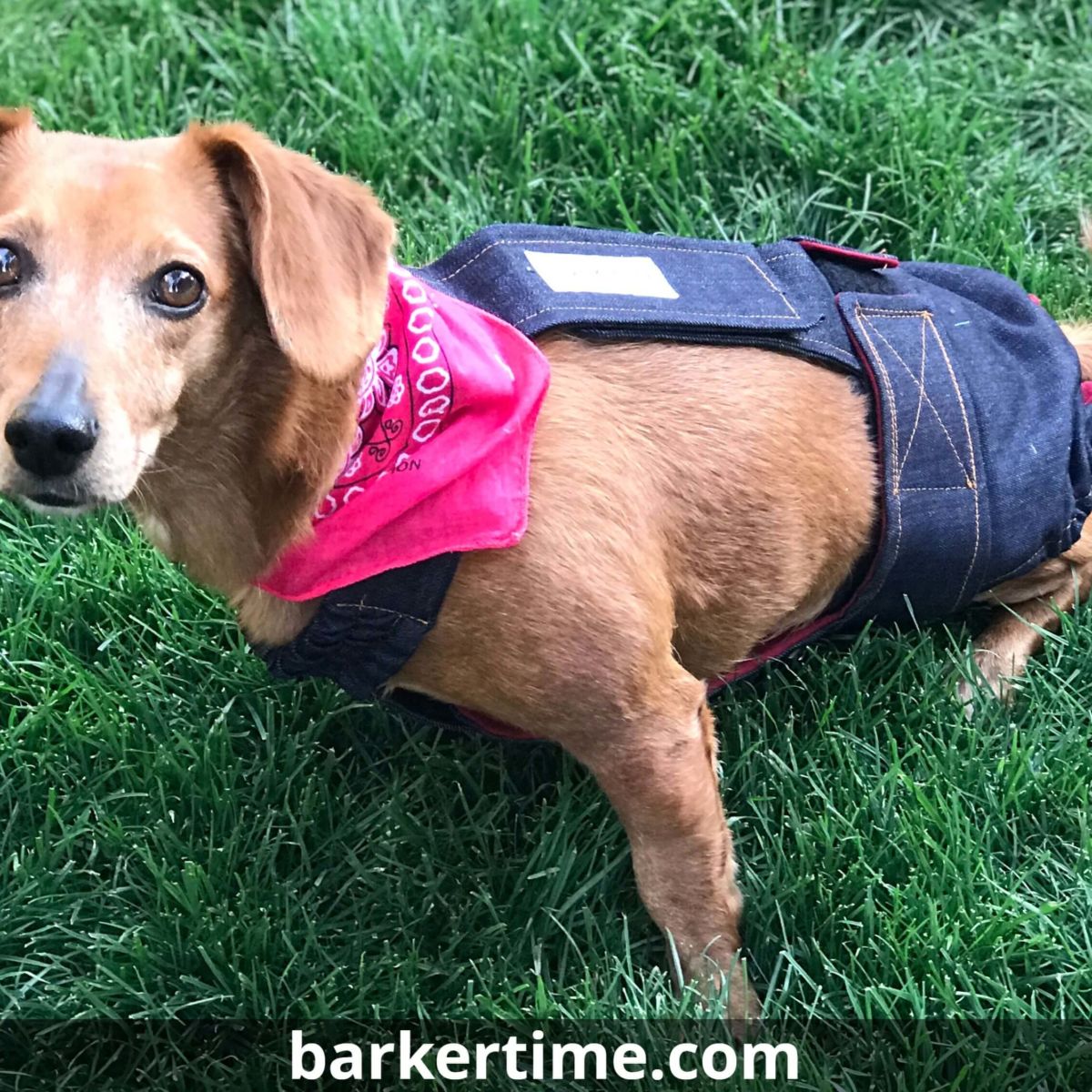 Barkertime Denim Dog Diaper Overall