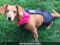 dachshund dog diaper