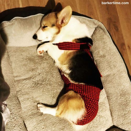 Dog Diapers for Dog Made in USA Barkertime