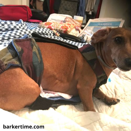 Dog Diapers for Dachshunds and Wieners Made in USA Barkertime