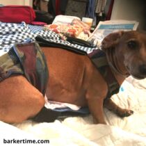 sammy kersey – barkertime dachshund dog diaper
