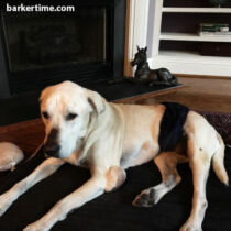 labrador dog belly band diaper