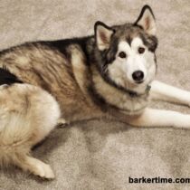 zoe – angela riley – barkertime malamute dog diaper