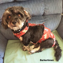 dog diapers that stay on