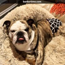 maggie – brown 3 – barkertime english bulldog dog diaper
