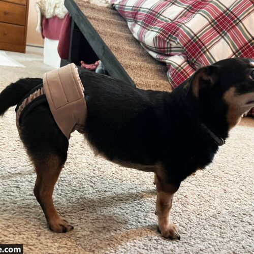Abby - Groland 1 - barkertime chihuahua dog diaper