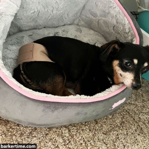 Abby - Groland 2 - barkertime chihuahua dog diaper