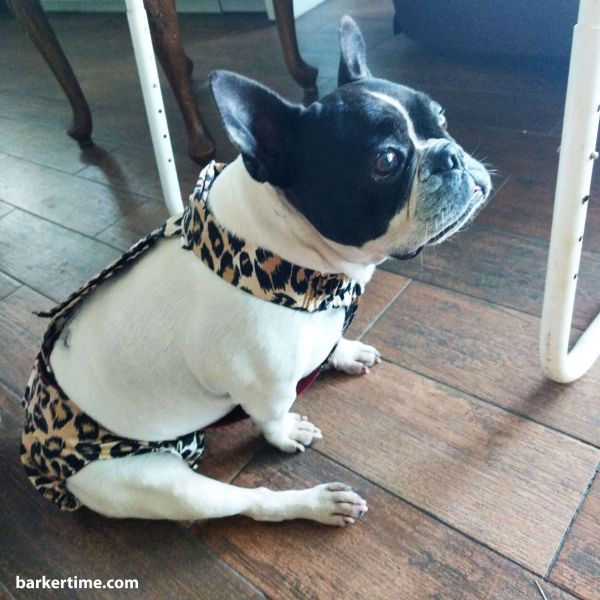 french bulldog dog diaper