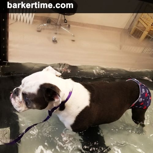 Barkertime Dog Swim Diapers - Made in USA