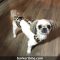 shihtzu dog diaper