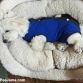 dog onesie recovery suit
