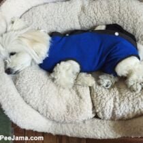 daisy – peejama dog onesie recovery suit