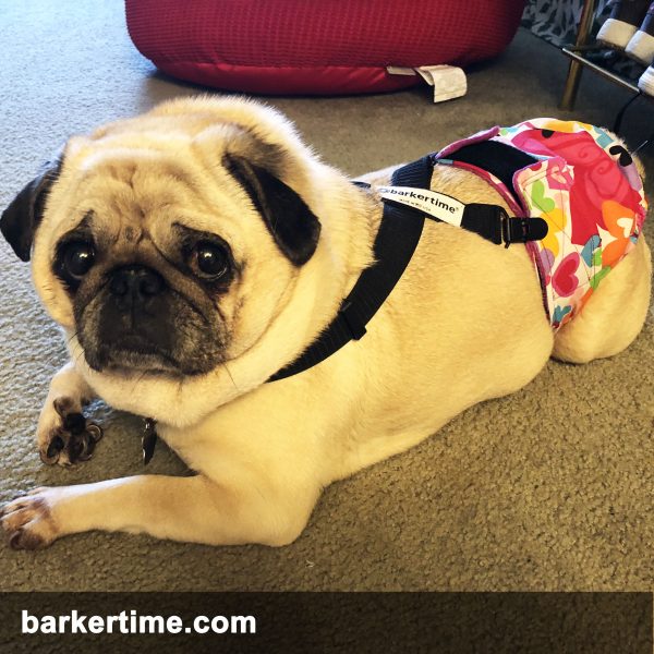 Barkertime Navy Blue Waterproof Premium Dog Diaper