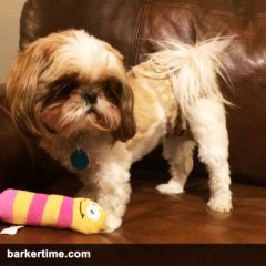 shih tzu dog diaper