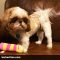 shih tzu dog diaper