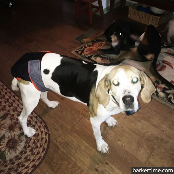 beagle dog diaper
