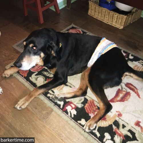 Annie - Mayfield 2 - barkertime Annie - Mayfield 2 - barkertime