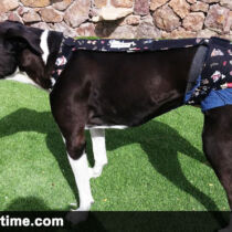 dog diapers that stay on