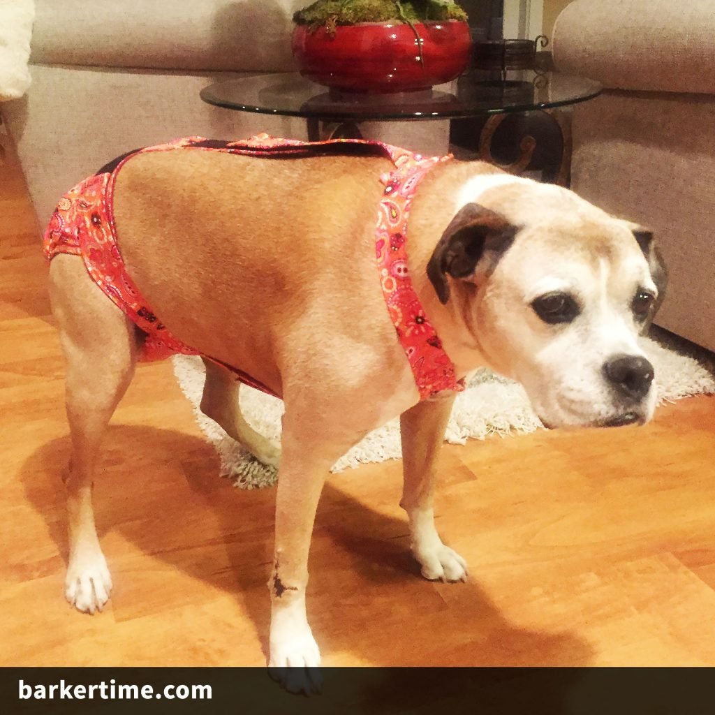 boxer dog diaper