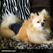 Pomeranian dog diapers
