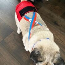 dog diaper suspenders