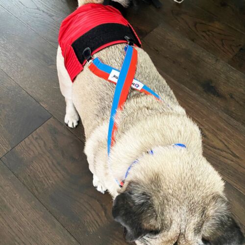 Frank-Diaper Betham - barkertime dog diaper suspenders