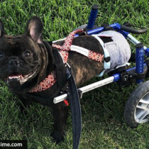 baxter – Jeter – barkertime french bulldog dog diaper