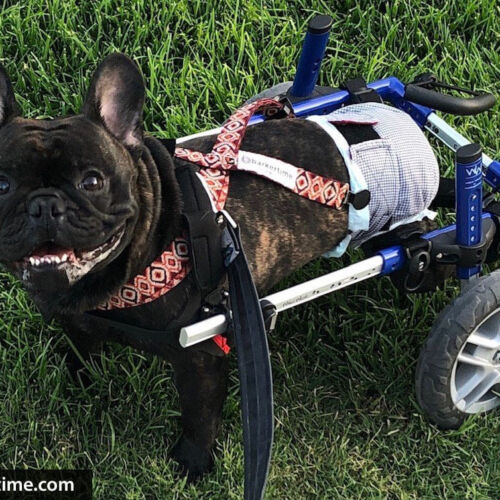 french bulldog dog diaper