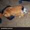cat diapers