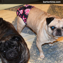 pug dog diaper