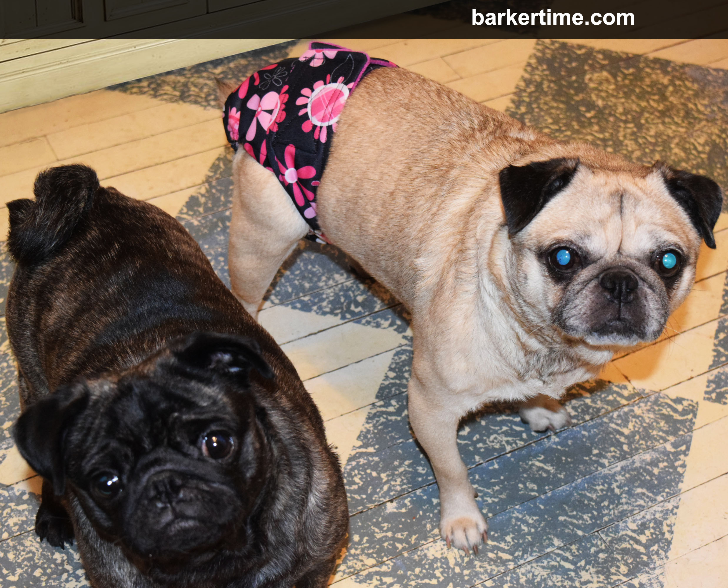barkertime-pink-floral-on-black-waterproof-swim-diaper-for-dogs