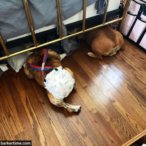 mabel - Abernethy 1 - barkertime dog diaper suspenders