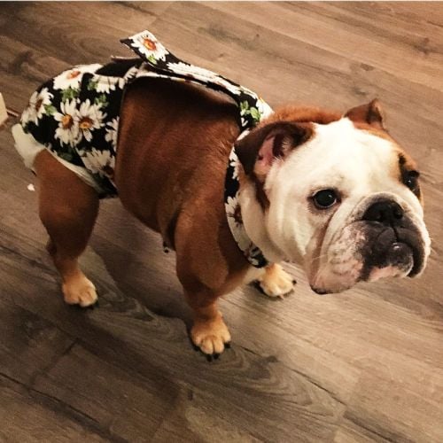 english bulldog dog diapers that stay on for poop and fecal incontinence