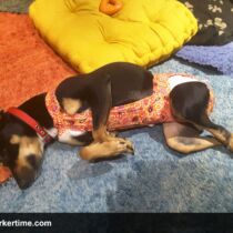 dog diapers that stay on