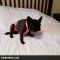 French Bulldog in Escape Proof Dog Diaper